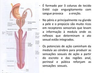  Click to edit the outline text
format
 Second Outline Level
− Third Outline Level
 Fourth Outline
Level
− Fifth
Outline
Level
− Sixth
Outline
Level
− Seventh
Outline
Level
− Eighth
Outline
Level
Ninth Outline LevelClique para editar
o texto mestre
- É formado por 3 colunas de tecido
Erétil cujo engurgitamento com
sangue provoca a ereção.
- No pênis e principalmente na glande
a pele e o prepúcio são muito ricos
em receptores sensoriais que levam
a informação à medula onde os
reflexos que determinam o ato
sexual estão integrados.
- Os potenciais de ação caminham da
medula ao cérebro para produzir as
sensações sexuais de ação a partir
do escroto e das regiões anal,
perineal e púbica reforçam as
sensações sexuais.
 