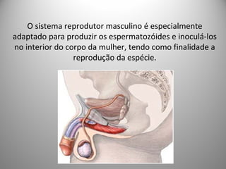 O sistema reprodutor masculino é especialmente
adaptado para produzir os espermatozóides e inoculá-los
no interior do corpo da mulher, tendo como finalidade a
reprodução da espécie.
 