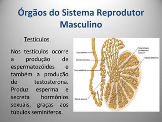 Órgãos do Sistema Reprodutor
Masculino
Testículos
Nos testículos ocorre
a produção de
espermatozóides e
também a produção
de testosterona.
Produz esperma e
secreta hormônios
sexuais, graças aos
túbulos seminíferos.
 
