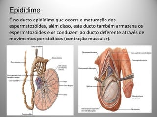 Epidídimo
É no ducto epidídimo que ocorre a maturação dos
espermatozóides, além disso, este ducto também armazena os
espermatozóides e os conduzem ao ducto deferente através de
movimentos peristálticos (contração muscular).
 