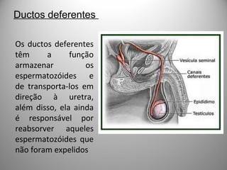 Ductos deferentes
Os ductos deferentes
têm a função
armazenar os
espermatozóides e
de transporta-los em
direção à uretra,
além disso, ela ainda
é responsável por
reabsorver aqueles
espermatozóides que
não foram expelidos
 