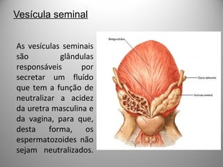 Vesícula seminal
As vesículas seminais
são glândulas
responsáveis por
secretar um fluído
que tem a função de
neutralizar a acidez
da uretra masculina e
da vagina, para que,
desta forma, os
espermatozoides não
sejam neutralizados.
 
