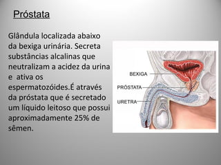 Próstata
Glândula localizada abaixo
da bexiga urinária. Secreta
substâncias alcalinas que
neutralizam a acidez da urina
e ativa os
espermatozóides.É através
da próstata que é secretado
um líquido leitoso que possui
aproximadamente 25% de
sêmen.
 