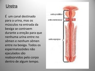 Uretra
É um canal destinado
para a urina, mas os
músculos na entrada da
bexiga se contraem
durante a ereção para que
nenhuma urina entre no
sêmen e nenhum sêmen
entre na bexiga. Todos os
espermatozóides não
ejaculados são
reabsorvidos pelo corpo
dentro de algum tempo.
 