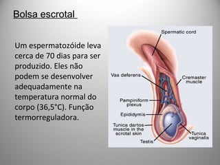 Bolsa escrotal
Um espermatozóide leva
cerca de 70 dias para ser
produzido. Eles não
podem se desenvolver
adequadamente na
temperatura normal do
corpo (36,5°C). Função
termorreguladora.
 