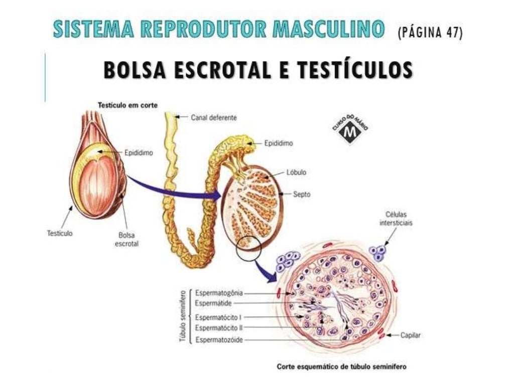 Alguns Orgaos Que Compoem O Sistema Reprodutor Masculino Sao