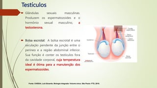 sistema-reprodutor-masculino-pptx