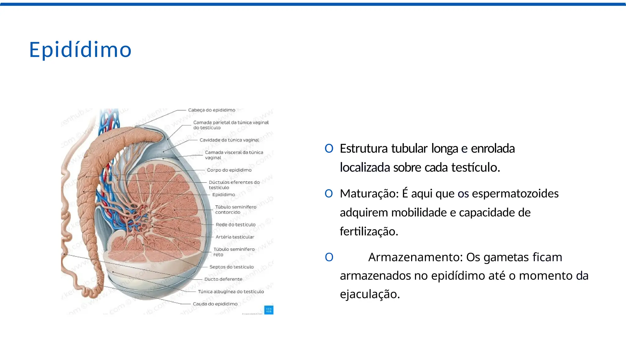 Sistema Reprodutor Masculino- anatomia humana | PPTX