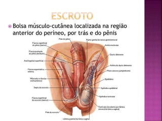  Bolsa músculo-cutânea localizada na região
anterior do períneo, por trás e do pênis
 