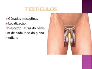  Gônadas masculinas
 Localização:
No escroto, atrás do pênis
um de cada lado do plano
mediano
 