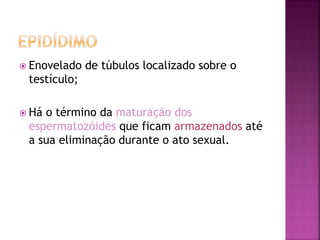  Enovelado de túbulos localizado sobre o
testículo;
 Há o término da maturação dos
espermatozóides que ficam armazenados até
a sua eliminação durante o ato sexual.
 