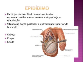  Participa da fase final da maturação dos
espermatozóides e os armazena até que haja a
ejaculação
 Situado na borda posterior e extremidade superior do
testículo
 Cabeça
 Corpo
 Cauda
 