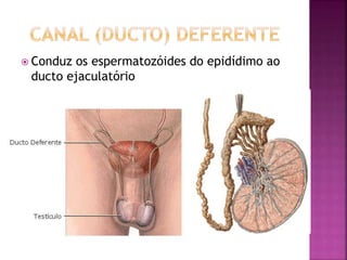  Conduz os espermatozóides do epidídimo ao
ducto ejaculatório
 
