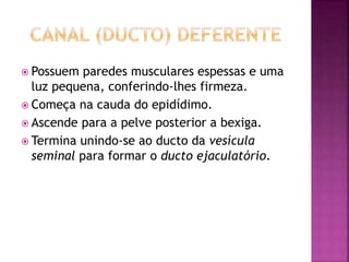  Possuem paredes musculares espessas e uma
luz pequena, conferindo-lhes firmeza.
 Começa na cauda do epidídimo.
 Ascende para a pelve posterior a bexiga.
 Termina unindo-se ao ducto da vesícula
seminal para formar o ducto ejaculatório.
 