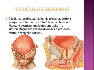  Glândulas localizadas acima da próstata, entre a
bexiga e o reto, que secretam líquido alcalino e
viscoso e possuem nutrientes que ativam a
movimentação dos espermatozóides e proteção
contra a secreção vaginal.
 