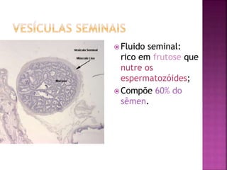  Fluido seminal:
rico em frutose que
nutre os
espermatozóides;
 Compõe 60% do
sêmen.
 
