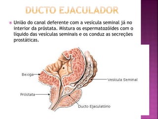  União do canal deferente com a vesícula seminal já no
interior da próstata. Mistura os espermatozóides com o
líquido das vesículas seminais e os conduz as secreções
prostáticas.
 