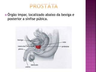 Órgão impar, localizado abaixo da bexiga e
posterior a sínfise púbica.
 