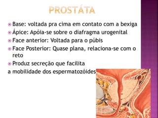  Base: voltada pra cima em contato com a bexiga
 Ápice: Apóia-se sobre o diafragma urogenital
 Face anterior: Voltada para o púbis
 Face Posterior: Quase plana, relaciona-se com o
reto
 Produz secreção que facilita
a mobilidade dos espermatozóides
 