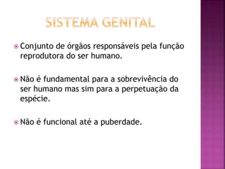  Conjunto de órgãos responsáveis pela função
reprodutora do ser humano.
 Não é fundamental para a sobrevivência do
ser humano mas sim para a perpetuação da
espécie.
 Não é funcional até a puberdade.
 