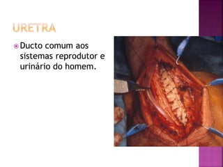  Ducto comum aos
sistemas reprodutor e
urinário do homem.
 