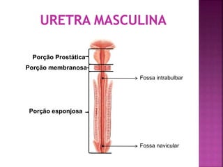 Porção Prostática
Porção membranosa
Porção esponjosa
Fossa intrabulbar
Fossa navicular
 