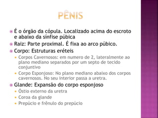  É o órgão da cópula. Localizado acima do escroto
e abaixo da sínfise púbica
 Raiz: Parte proximal. É fixa ao arco púbico.
 Corpo: Estruturas eréteis
 Corpos Cavernosos: em numero de 2, lateralmente ao
plano mediano separados por um septo de tecido
conjuntivo
 Corpo Esponjoso: No plano mediano abaixo dos corpos
cavernosos. No seu interior passa a uretra.
 Glande: Expansão do corpo esponjoso
 Óstio externo da uretra
 Coroa da glande
 Prepúcio e frênulo do prepúcio
 