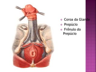 Coroa da Glande
 Prepúcio
 Frênulo do
Prepúcio
 