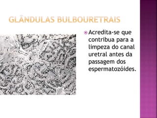  Acredita-se que
contribua para a
limpeza do canal
uretral antes da
passagem dos
espermatozóides.
 