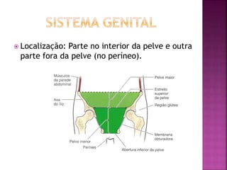  Localização: Parte no interior da pelve e outra
parte fora da pelve (no períneo).
 