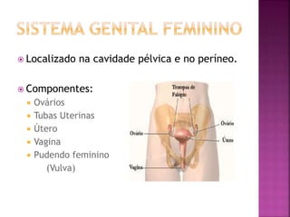  Localizado na cavidade pélvica e no períneo.
 Componentes:
 Ovários
 Tubas Uterinas
 Útero
 Vagina
 Pudendo feminino
(Vulva)
 