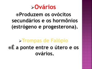 Ovários
Produzem os ovócitos
secundários e os hormônios
(estrógeno e progesterona).
Trompas de Falópio
É a ponte entre o útero e os
ovários.
 