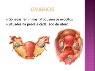  Gônadas femininas. Produzem os ovócitos
 Situados na pelve a cada lado do útero
 