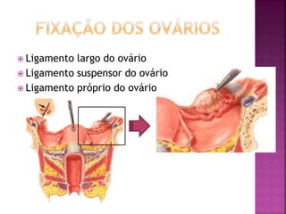  Ligamento largo do ovário
 Ligamento suspensor do ovário
 Ligamento próprio do ovário
 