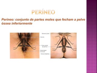 Períneo: conjunto de partes moles que fecham a pelve
óssea inferiormente
 