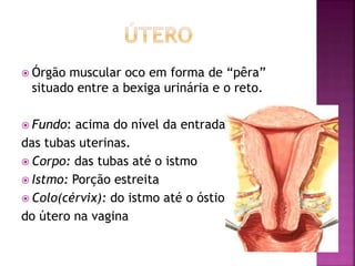  Órgão muscular oco em forma de “pêra”
situado entre a bexiga urinária e o reto.
 Fundo: acima do nível da entrada
das tubas uterinas.
 Corpo: das tubas até o istmo
 Istmo: Porção estreita
 Colo(cérvix): do istmo até o óstio
do útero na vagina
 