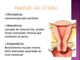  Perimétrio:
representada pelo peritônio
 Miométrio:
camadas de músculo liso, produz
fortes contrações rítmicas que
conduzem ao parto.
 Endométrio:
Revestimento mucoso interno
Sofre alterações associadas ao
ciclo menstrual
 