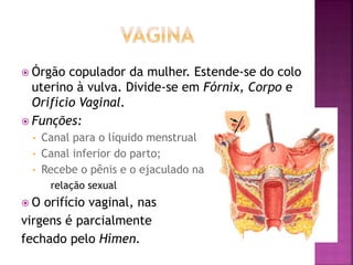  Órgão copulador da mulher. Estende-se do colo
uterino à vulva. Divide-se em Fórnix, Corpo e
Orifício Vaginal.
 Funções:
• Canal para o líquido menstrual
• Canal inferior do parto;
• Recebe o pênis e o ejaculado na
relação sexual
 O orifício vaginal, nas
virgens é parcialmente
fechado pelo Hímen.
 