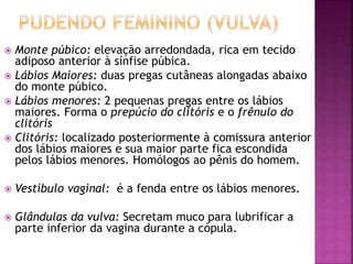  Monte púbico: elevação arredondada, rica em tecido
adiposo anterior à sínfise púbica.
 Lábios Maiores: duas pregas cutâneas alongadas abaixo
do monte púbico.
 Lábios menores: 2 pequenas pregas entre os lábios
maiores. Forma o prepúcio do clitóris e o frênulo do
clitóris
 Clitóris: localizado posteriormente à comissura anterior
dos lábios maiores e sua maior parte fica escondida
pelos lábios menores. Homólogos ao pênis do homem.
 Vestíbulo vaginal: é a fenda entre os lábios menores.
 Glândulas da vulva: Secretam muco para lubrificar a
parte inferior da vagina durante a cópula.
 