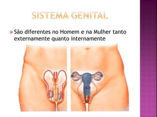  São diferentes no Homem e na Mulher tanto
externamente quanto internamente
 