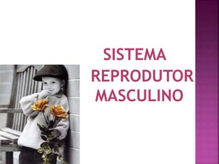 SISTEMA
REPRODUTOR
MASCULINO
 