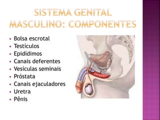  Bolsa escrotal
 Testículos
 Epidídimos
 Canais deferentes
 Vesículas seminais
 Próstata
 Canais ejaculadores
 Uretra
 Pênis
 