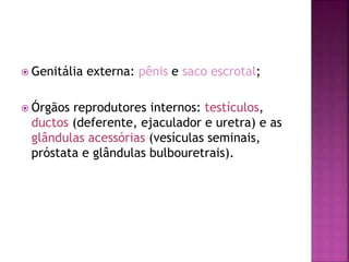  Genitália externa: pênis e saco escrotal;
 Órgãos reprodutores internos: testículos,
ductos (deferente, ejaculador e uretra) e as
glândulas acessórias (vesículas seminais,
próstata e glândulas bulbouretrais).
 