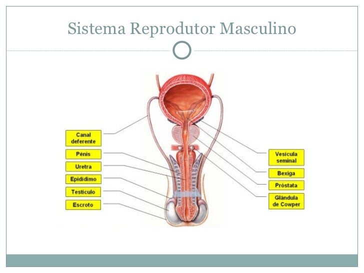 Porque Os Testículos Ficam Na Parte Externa Do Sistema Masculino