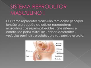 O sistema reprodutor masculino tem como principal
função a produção de células reprodutoras
masculinas : os espermatozoides . Este sistema e
constituido pelos testiculos , canais deferentes ,
vesículas seminais , próstata , uretra , pénis e escroto.

 