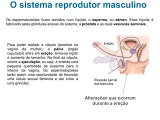 O sistema reprodutor masculino
Os espermatozoides ficam contidos num líquido, o esperma, ou sémen. Esse líquido é
fabricado pelas glândulas anexas do sistema, a próstata e as duas vesículas seminais.
Para poder realizar a cópula (penetrar na
vagina da mulher), o pénis (órgão
copulador) entra em ereção: torna-se rígido
e aumenta de tamanho. No final da cópula,
ocorre a ejaculação, ou seja, é emitida uma
pequena quantidade de esperma para o
interior da vagina. Os espermatozoides
terão assim uma oportunidade de fecundar
uma célula sexual feminina e dar início a
uma gravidez.
Elevação parcial
dos testículos
Ereção
Alterações que ocorrem
durante a ereção
 