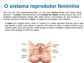 O sistema reprodutor feminino
Uma vez por mês (aproximadamente), um dos dois ovários liberta uma célula sexual
feminina – o ovócito. Este permanece numa trompa de Falópio durante poucos dias. Se lá
chegarem espermatozoides nesses dias, pode ocorrer a fecundação. Se esta acontecer, o
embrião resultante instala-se no útero, um órgão oco de paredes muito elásticas.
A vagina faz a ligação entre o útero e o exterior. É o órgão copulador feminino, pois é nela
que penetra o pénis para colocar o esperma. Na altura do parto, a vagina funciona como
canal do parto, pois é por ela que o bebé sai para o exterior. A vulva é o órgão sexual externo
e serve para proteger o orifício da vagina.
Ânus
Orifício
da vagina
Pequenos
lábios
Grandes
lábios
Orifício
urinário
Clítoris
 