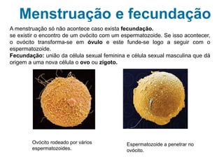 Menstruação e fecundação
A menstruação só não acontece se existir o encontro de um ovócito com um
espermatozoide. Se isso acontecer, o ovócito transforma-se em óvulo e este funde-se
logo a seguir com o espermatozoide. Nesta união, a fecundação, as duas células sexuais
transformam-se numa única célula, o ovo, ou zigoto, que é a primeira célula do novo ser
humano.
Ovócito rodeado por vários
espermatozoides.
Espermatozoide a penetrar no
ovócito.
 