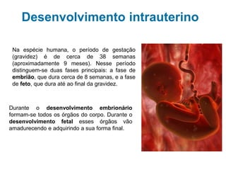 Desenvolvimento intrauterino
Durante o desenvolvimento embrionário formam-se
todos os órgãos do corpo. Durante o
desenvolvimento fetal esses órgãos vão
amadurecendo e adquirindo a sua forma final.
Na espécie humana, o período de gestação (gravidez)
é de cerca de 38 semanas (aproximadamente 9
meses). Nesse período distinguem-se duas fases
principais: a fase de embrião, que dura cerca de 8
semanas, e a fase de feto, que dura até ao final da
gravidez.
 