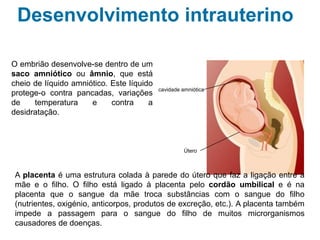 Desenvolvimento intrauterino
Dentro do útero existem certas estruturas
que permitem a vida do embrião (e do feto).
O embrião desenvolve-se dentro de um
saco amniótico ou âmnio, que está cheio
de líquido amniótico. Este líquido protege-o
contra pancadas, variações de temperatura
e contra a desidratação.
A placenta é uma estrutura colada à parede do útero que faz a ligação entre a mãe e o
filho. O filho está ligado à placenta pelo cordão umbilical e é na placenta que o sangue da
mãe troca substâncias com o sangue do filho (nutrientes, oxigénio, anticorpos, produtos de
excreção, etc.). A placenta também impede a passagem para o sangue do filho de muitos
microrganismos causadores de doenças.
cavidade amniótica
Útero
 